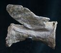 Diplodocus Caudal Vertebra - Dana Quarry #10107-2